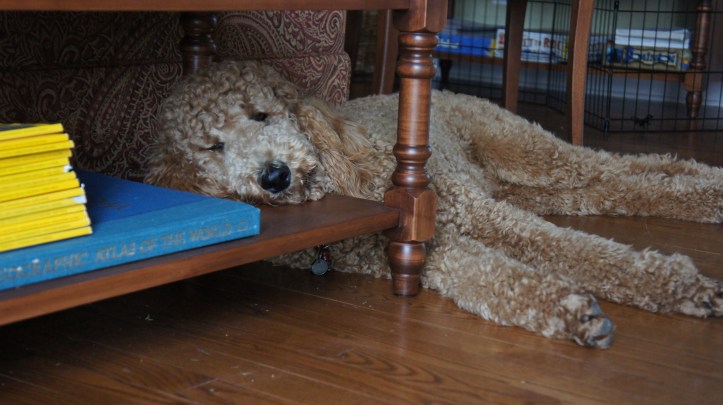 Tired after so much walking!