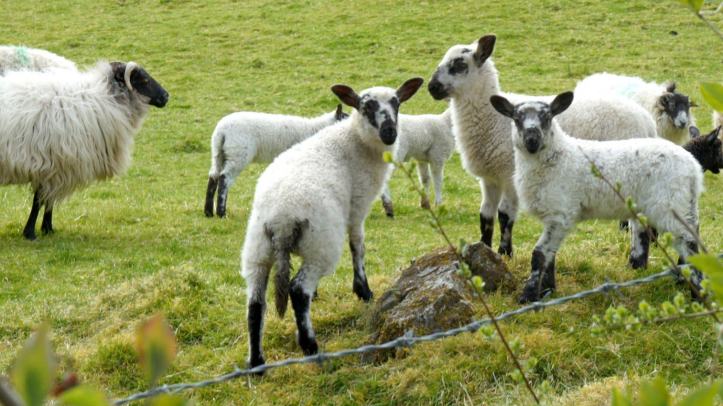 457741_10151089295699338_501749337_13166876_1107850201_o