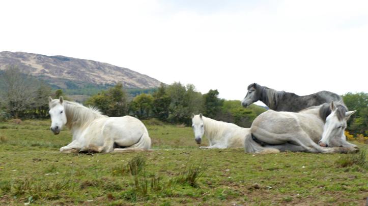 465372_10151089298614338_1662910682_o