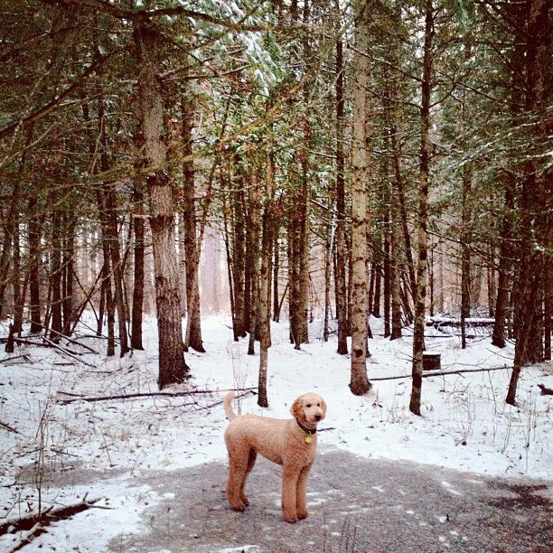 My puppy at home on a frozen pond -- picture by tomshap :)