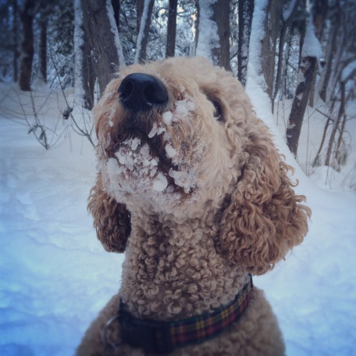 Dunlop, aka Snowbeard the poodle, after a long walk in our winter wonderland.