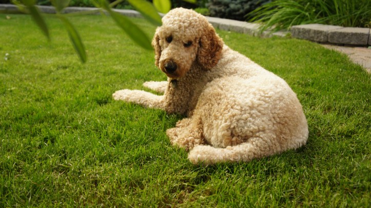 Sunsets with this guy.