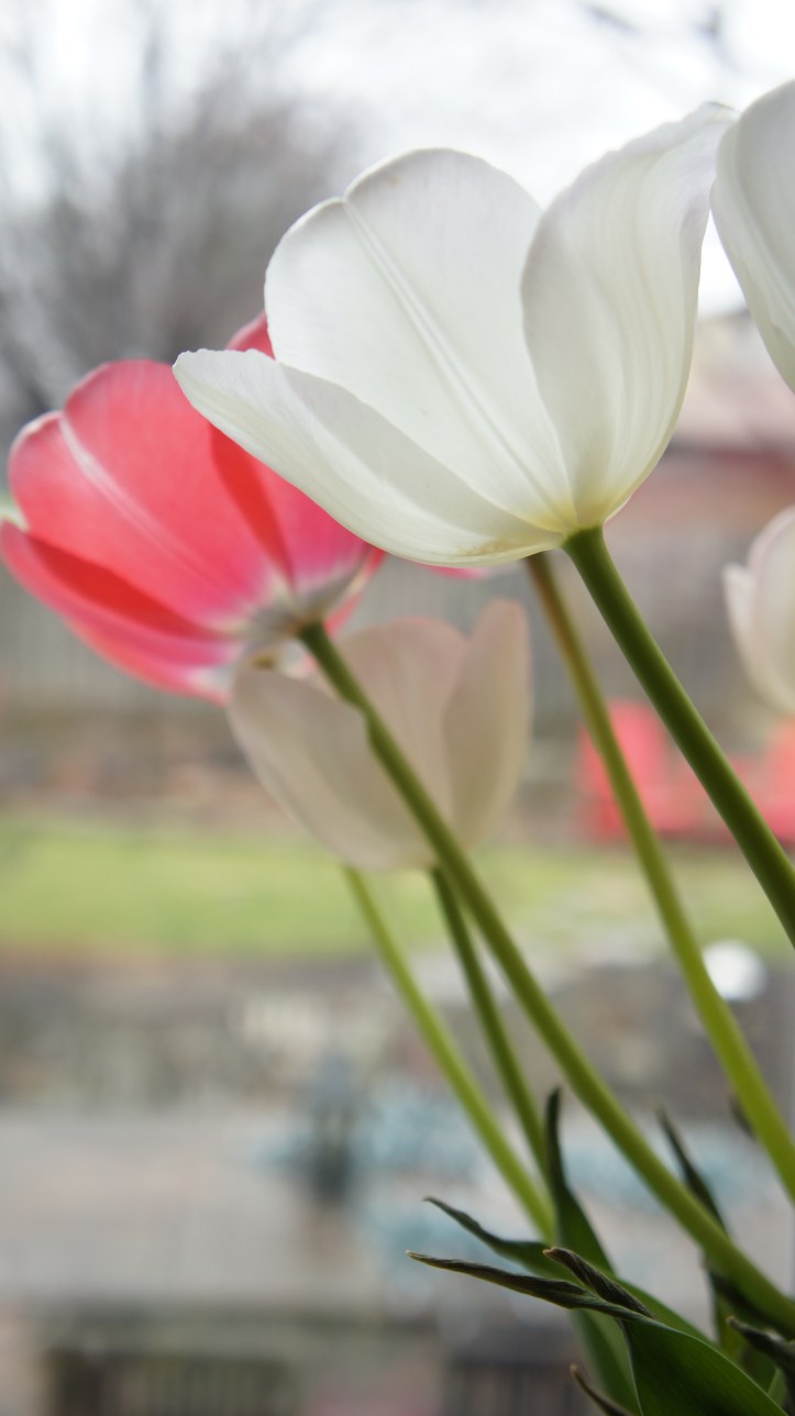 tulips at home
