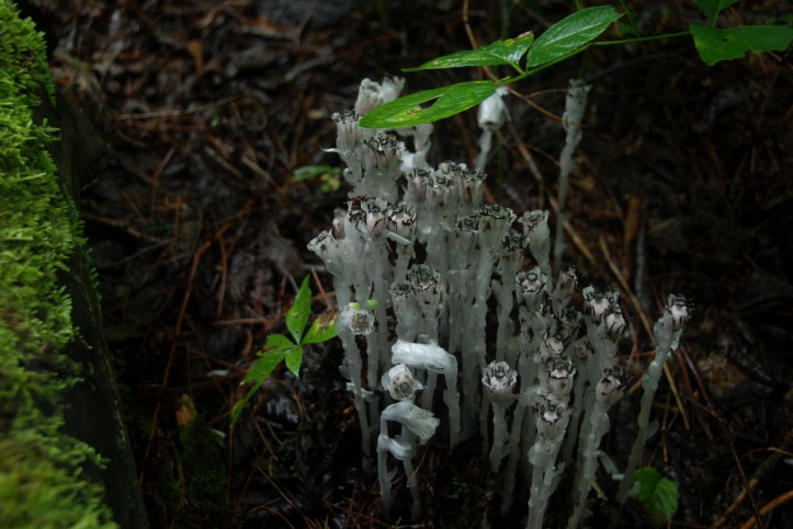 indianpipeplant